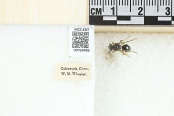 Media type: image;   Entomology 769493 Aspect: Labels
